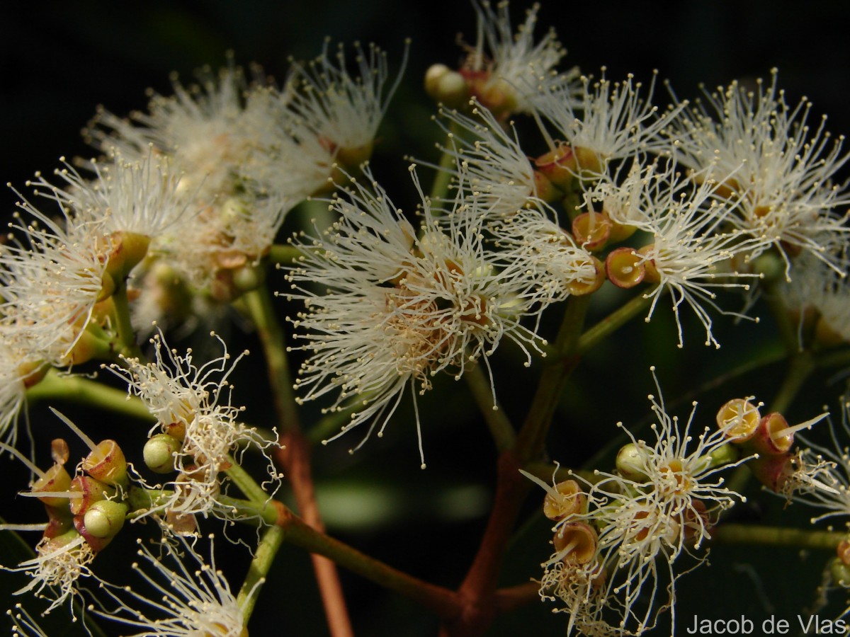 Syzygium caryophyllatum (L.) Alston